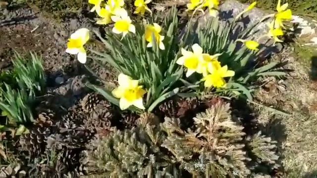 Выходной на даче. Цветёт АБРИКОС. смотреть онлайн