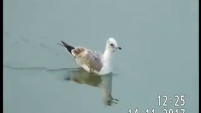 МОЛОДАЯ РЕЧНАЯ ЧАЙКА смотреть онлайн