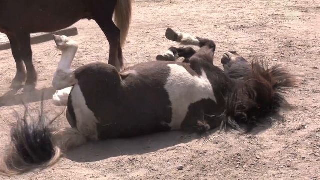 Schulführung „Haustiere, Nutztiere, Wildtiere“ im Tierpark Berlin смотреть онлайн