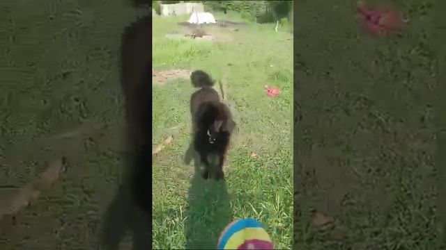 ДРЕССИРОВКА ТИБЕТСКОГО МАСТИФА смотреть онлайн