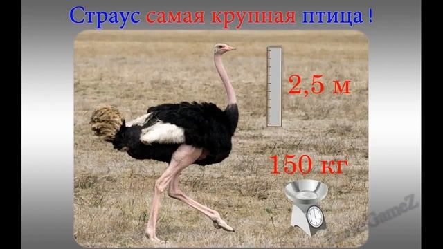 Животные СТРАУС самый 1 смотреть онлайн