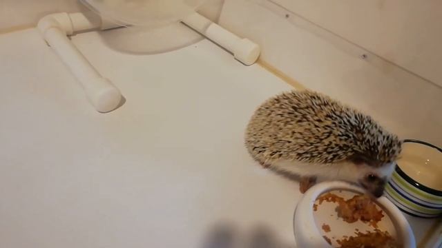 Африканский ёжик смотреть онлайн