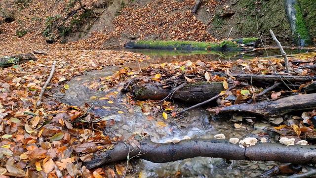 Успокаивающий бурлящий звук ручья в лесу. Для нервов, релаксации и сна. Релаксация. Звуки природы. смотреть онлайн