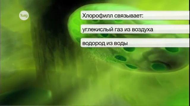 Что такое фотосинтез смотреть онлайн