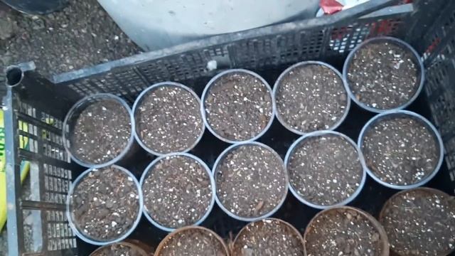 Черенкование хвойников /в домашних условиях/ смотреть онлайн