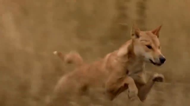 Динго – главный хищник Австралии! Интересные факты о диких собаках динго. смотреть онлайн