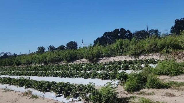 Strawberry picking | Farmer's Mike U pick смотреть онлайн