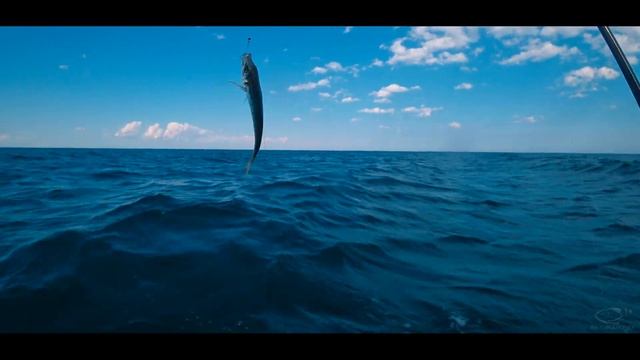 Рыбалка на ставриду с лодки в Крыму смотреть онлайн