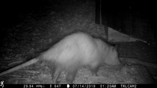 Trailcam Focus - Opossum (didelphis virginiana) смотреть онлайн