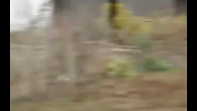 СМОТРИТЕ Хитрый лис смотреть онлайн