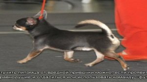 Дрессировка чихуахуа и воспитание в домашних условиях