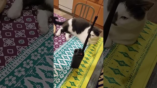 Motorola XTS5000R Model 1 смотреть онлайн