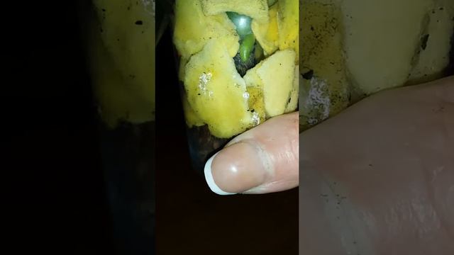Реанимация и посадка орхидей в полистироле смотреть онлайн