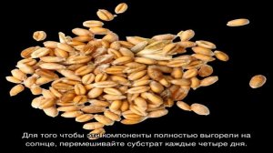 Приготовление компоста для заражения спорами шампиньонов