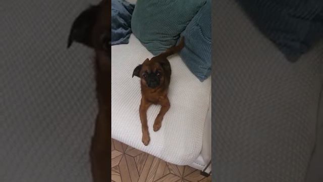 Пти брабансон ложится спать🥱🥱🥱