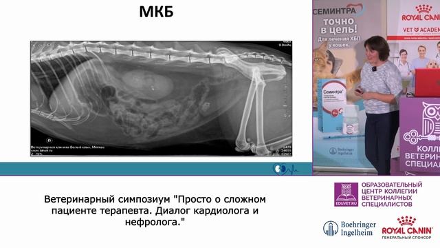 Хроническая болезнь почек у кошек. Диагностика, терапия, ведение пациента. Рекомендации IRIS смотреть онлайн