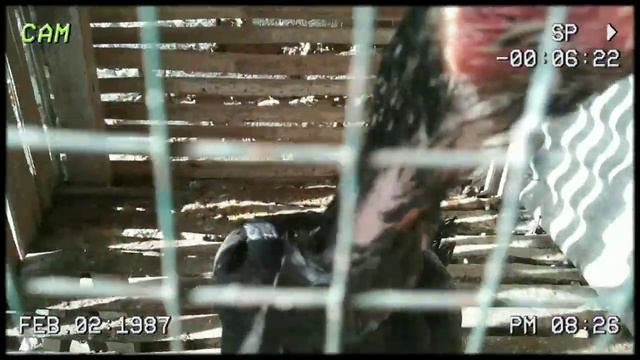 Cara Merawat Ayam Bangkok Muda смотреть онлайн