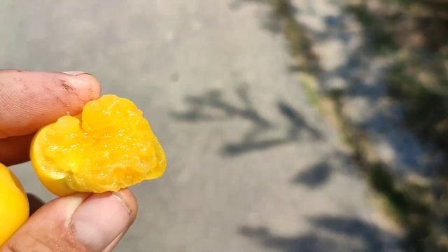 Марабель - слива Бессарабии!