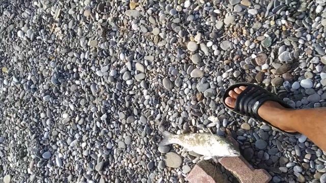 Antalya, Serik, Boğazkent kiloluk zıplayarak gelen kefal??? смотреть онлайн