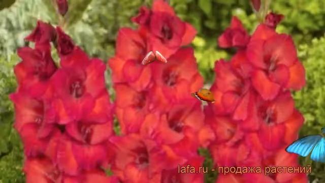 Гладиолус крупноцветковый Рома (gladiolus) ? Рома обзор: как сажать, рассада гладиолуса Рома смотреть онлайн