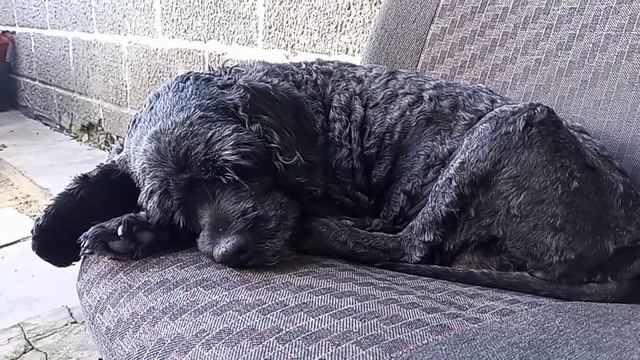 24.08.22 Не узнал брат? Гуси так и не вернулись? Кристи идет на поправку! 💚 смотреть онлайн