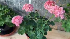 13. Сорт пеларгонии Ирида Мамины розы