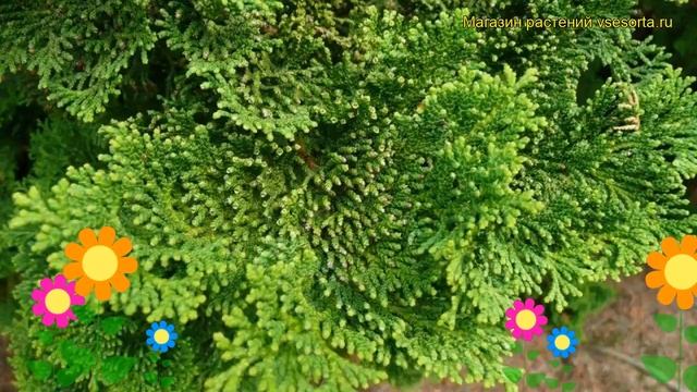 Кипарисовик туполистный Нана Грацилис. Краткий обзор, описание chamaecyparis obtusa Nana Gracilis смотреть онлайн