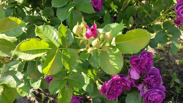 My rose Minerva 2023. Моя Мiнерва. смотреть онлайн