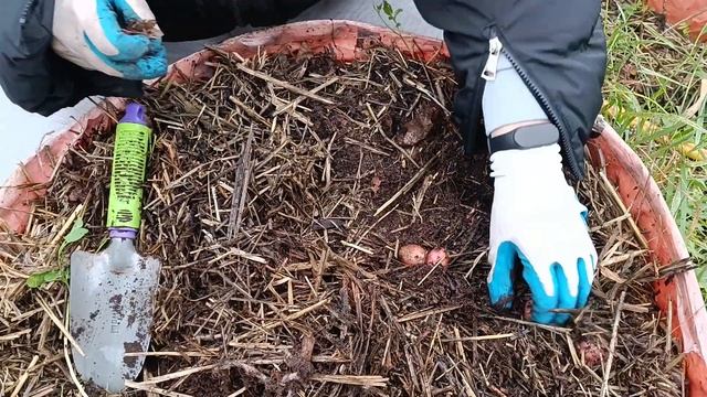 Урожай картофеля Сарпо Мира со второй тубы/октябрь Московская область