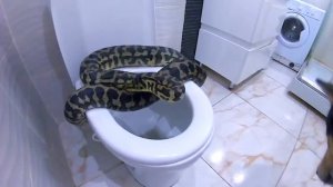 УРА! МИЛЛИОН ПОДПИСЧИКОВ у ХАСМУТ / собаки хаски и маламуты / лучшее