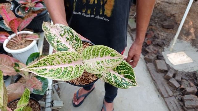 OBRAL MURAH AGLONEMA 40 RB AN DI KEBUN SENDIRI смотреть онлайн