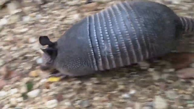 TATU É ATACADO POR CASCAVEL, veja no que deu !!! смотреть онлайн