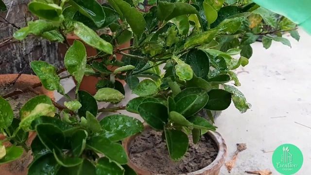 Best Insecticide for Plants || Actara Sygneta Insecticide || Thiamethoxam 25% WG смотреть онлайн