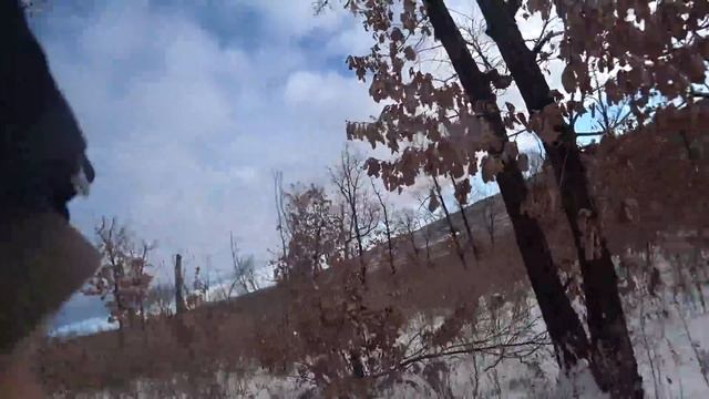 Охота на кабана с Лайками. Вновь пострадала собака. смотреть онлайн