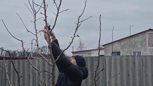 Обрезка груши для начинающих! смотреть онлайн