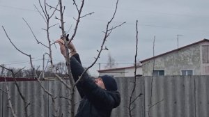 Обрезка груши для начинающих!
