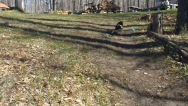 Playing catch with Petunia :) смотреть онлайн