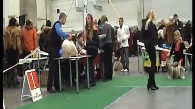 FCI-CACIB - КИЕВ -10.12.2011 ШИ-ТЦУ ч.7.avi смотреть онлайн
