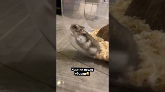 Хомяки после уборки?