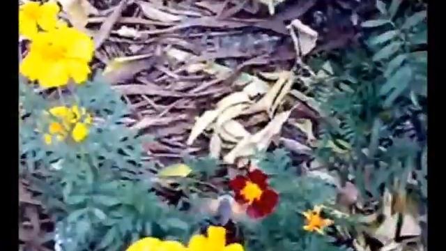 kolibry смотреть онлайн