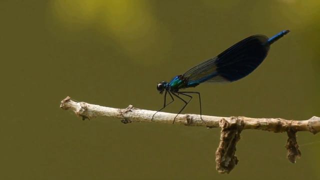 Фотоохота с Альбертом. Иду к реке. смотреть онлайн