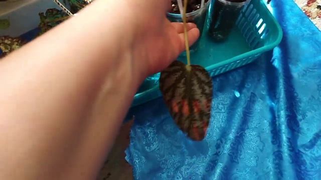 Комнатные цветы .Декоративно-лиственные бегонии. смотреть онлайн