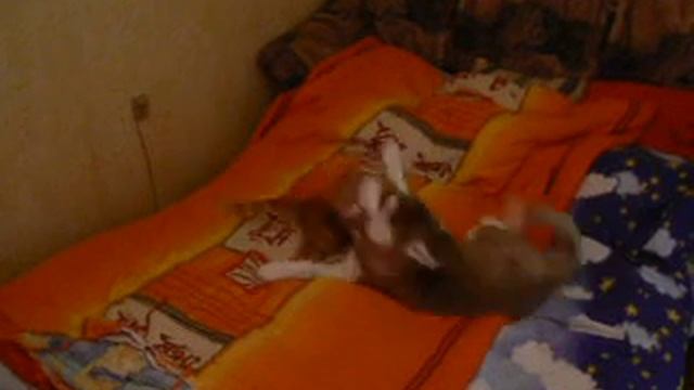 Кот Василий и Хаски по кличке Босс (Siberian Husky & The Cat) смотреть онлайн