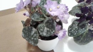 Мучнистая роса на фиалках