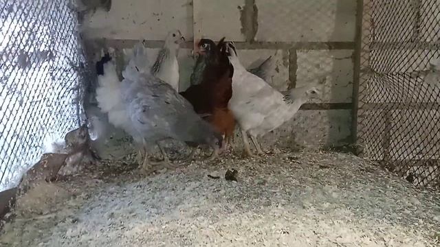 Купил молодок доминант Д104, Д107, Д192. Куры несушки. смотреть онлайн