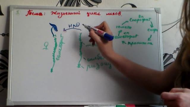 Жизненный цикл мхов (Кукушкин лен). смотреть онлайн