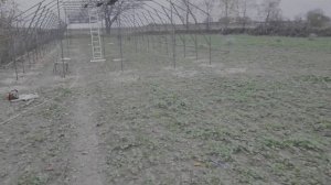 не голубика,а теплица для малины ,маравилла.