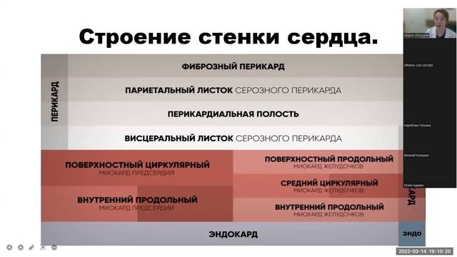 Пороки. Строение сердца. Миокард. Часть 2. Доктор Лопухина #медицина смотреть онлайн