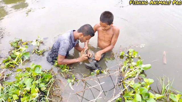 পানকৌড়ি পাখির ধারার সহজ পদ্ধতি Bird Trap || Pakhi Dhara Fast || Pakhir Fat смотреть онлайн