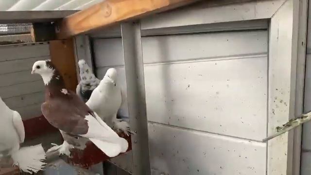 Голуби Tauben Pigeons Германии Леонид смотреть онлайн